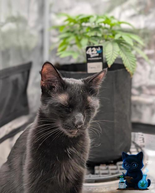 FEM 11 Photo Tester - Catlife420. Week 5 - 11-27
Day 34
August Midnights