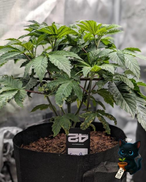 FEM 9 Photo Tester - Catlife420. Week 5 - 11-27
Day 34