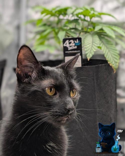 FEM 11 Photo Tester - Catlife420. Week 5 - 11-27
Day 34
August Midnights