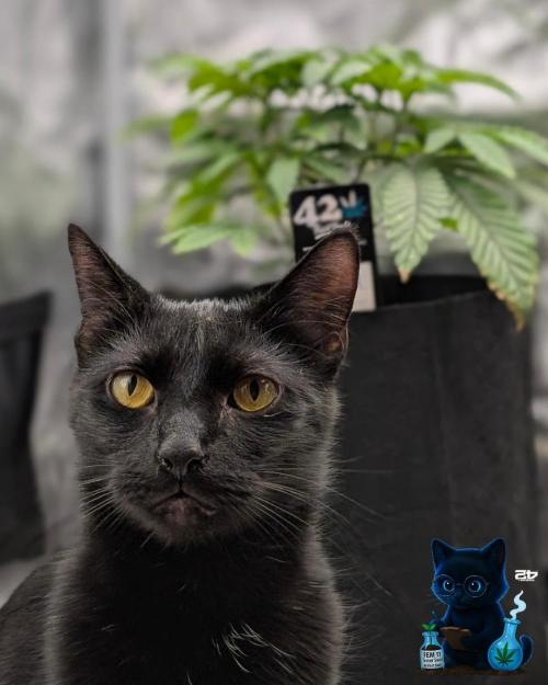 FEM 11 Photo Tester - Catlife420. Week 5 - 11-27
Day 34
August Midnights