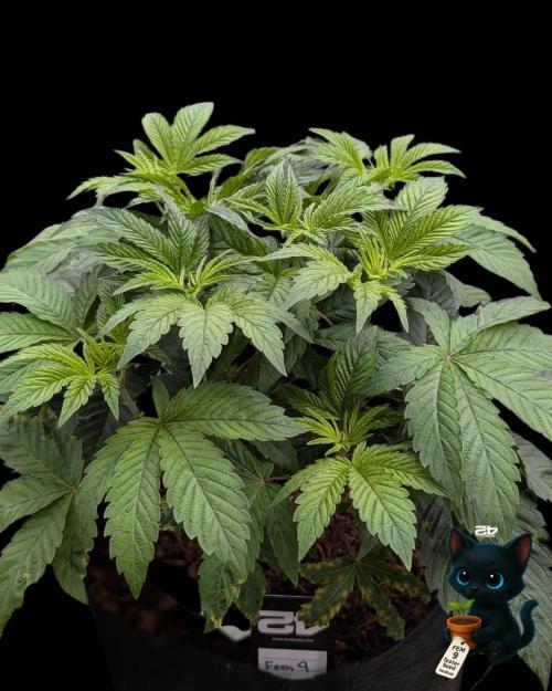 FEM 9 Photo Tester - Catlife420. Week 5 - 11-27
Day 34