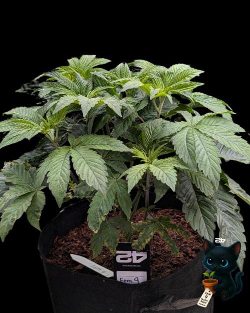 FEM 9 Photo Tester - Catlife420. Week 5 - 11-27
Day 34