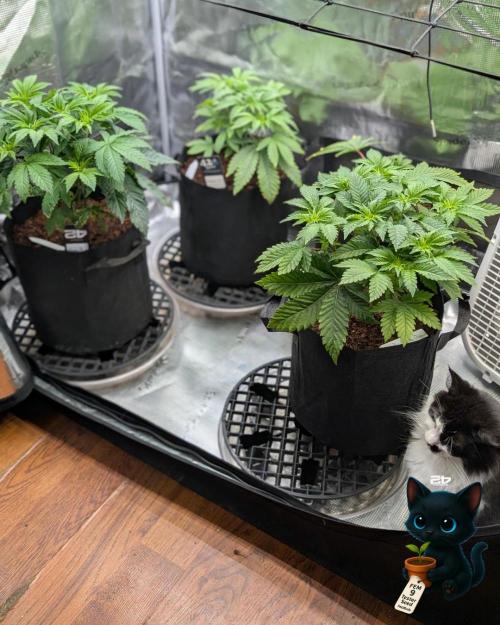 FEM 9 Photo Tester - Catlife420. Week 5 - 11-27
Day 34
Lana