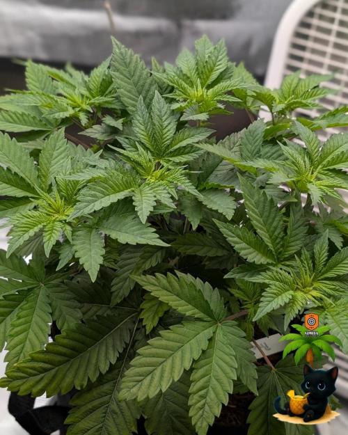 The Dreamy, Pineapple Dream - Catlife420. Week 5