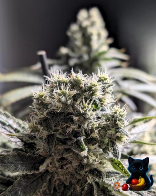 Twinning with Apples and Bananas. Week 15