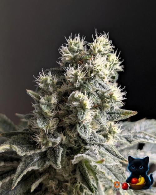 Twinning with Apples and Bananas. Week 15