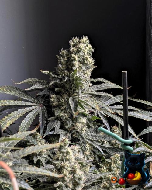 Twinning with Apples and Bananas. Week 15