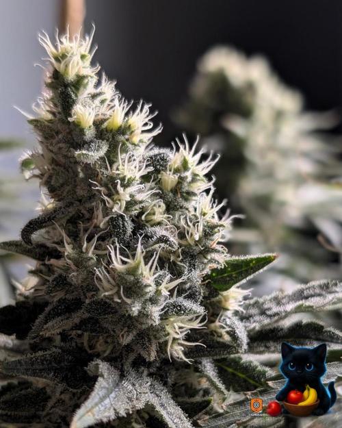 Twinning with Apples and Bananas. Week 15