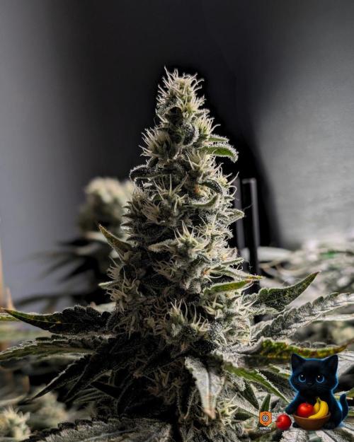 Twinning with Apples and Bananas. Week 15