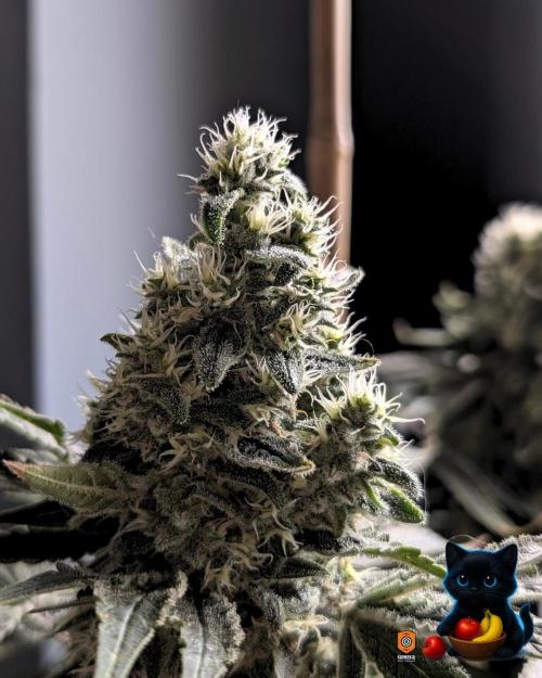 Twinning with Apples and Bananas. Week 15