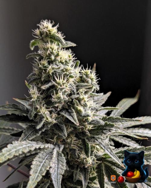 Twinning with Apples and Bananas. Week 15