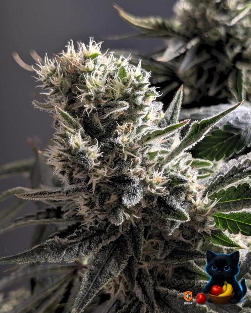 Twinning with Apples and Bananas. Week 15