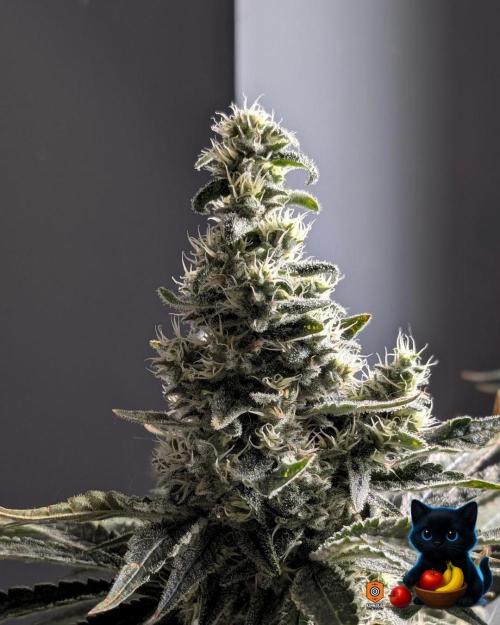 Twinning with Apples and Bananas. Week 15