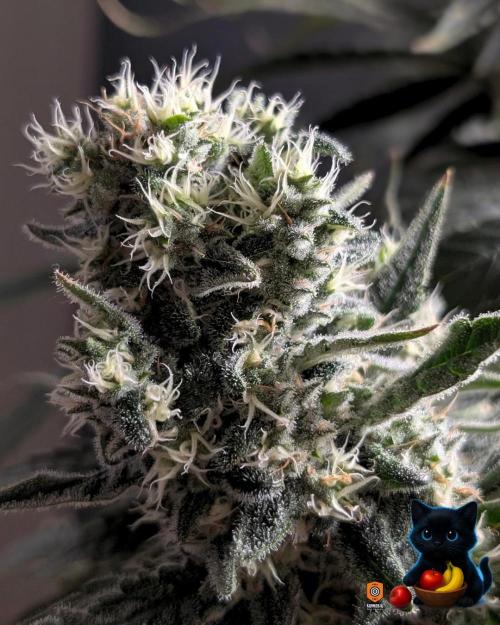 Twinning with Apples and Bananas. Week 15