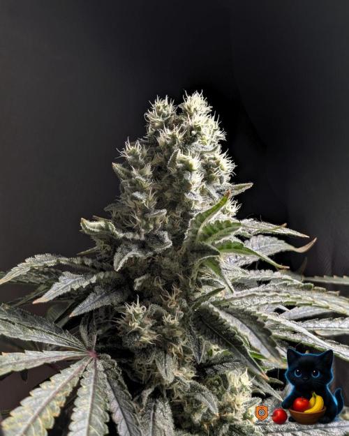 Twinning with Apples and Bananas. Week 15