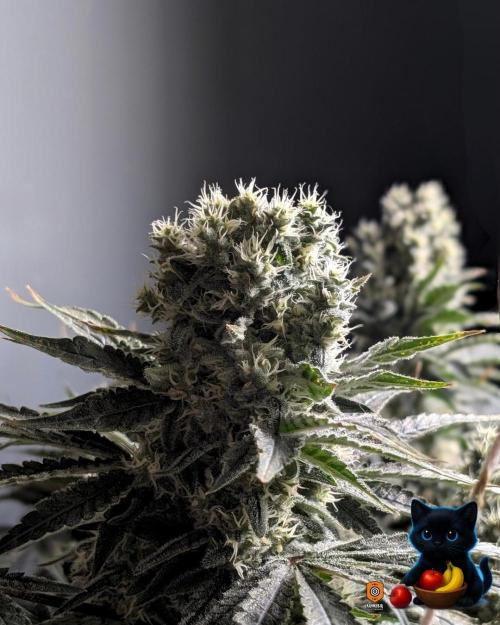 Twinning with Apples and Bananas. Week 15