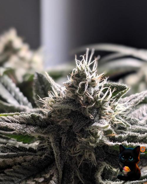 Sunset Sherb Go Fast. Week 10