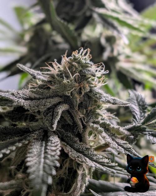 Sunset Sherb Go Fast. Week 10