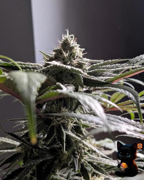 Sunset Sherb Go Fast. Week 10