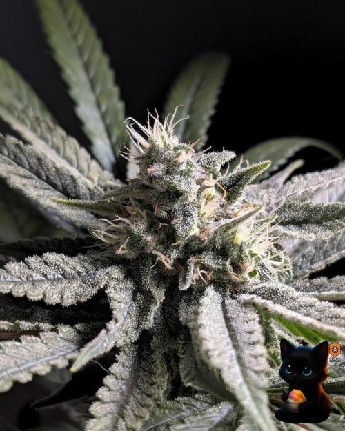 Sunset Sherb Go Fast. Week 10