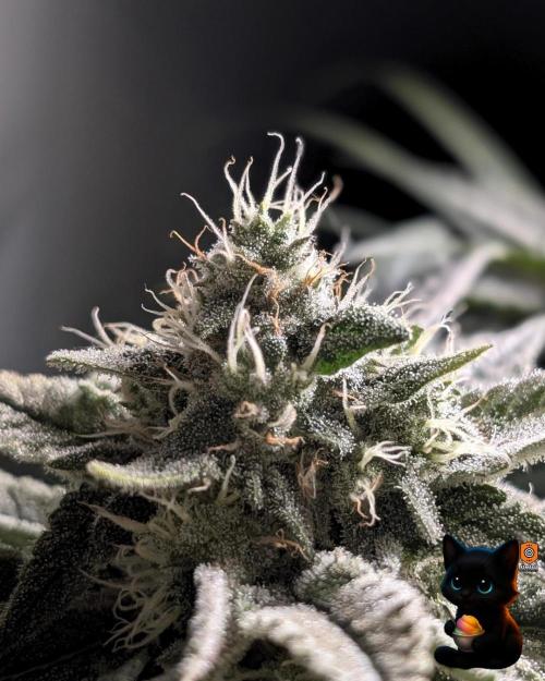 Sunset Sherb Go Fast. Week 10