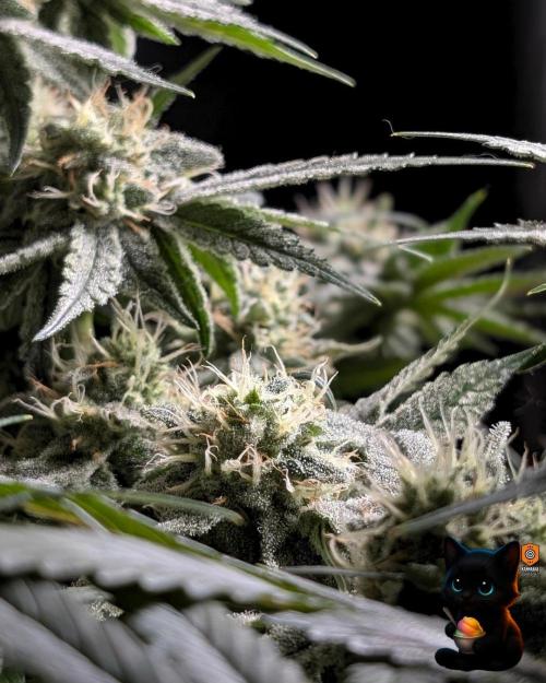 Sunset Sherb Go Fast. Week 10