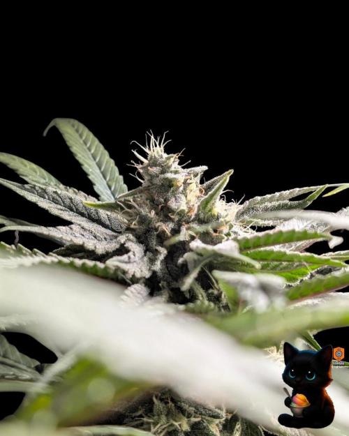 Sunset Sherb Go Fast. Week 10