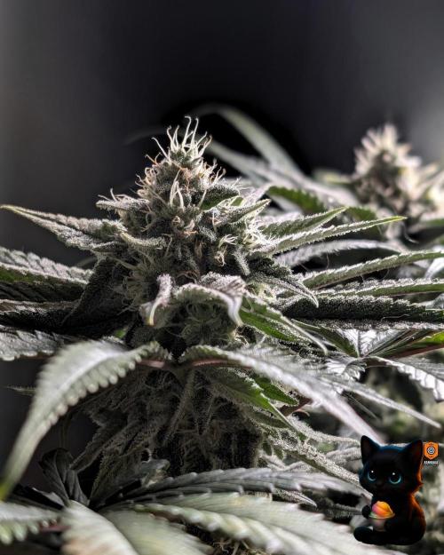 Sunset Sherb Go Fast. Week 10