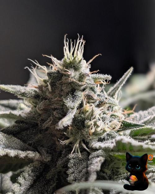 Sunset Sherb Go Fast. Week 10