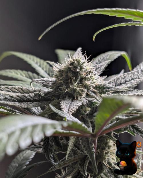 Sunset Sherb Go Fast. Week 10