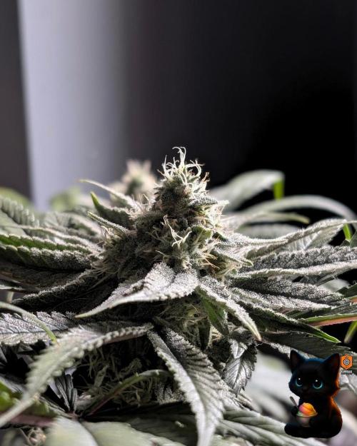 Sunset Sherb Go Fast. Week 10