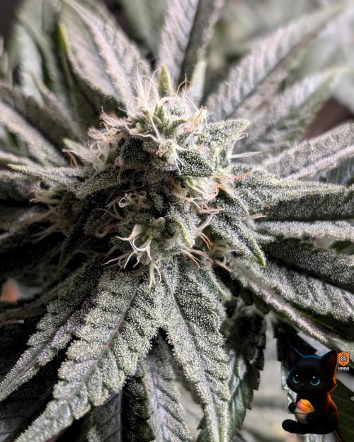 Sunset Sherb Go Fast. Week 10