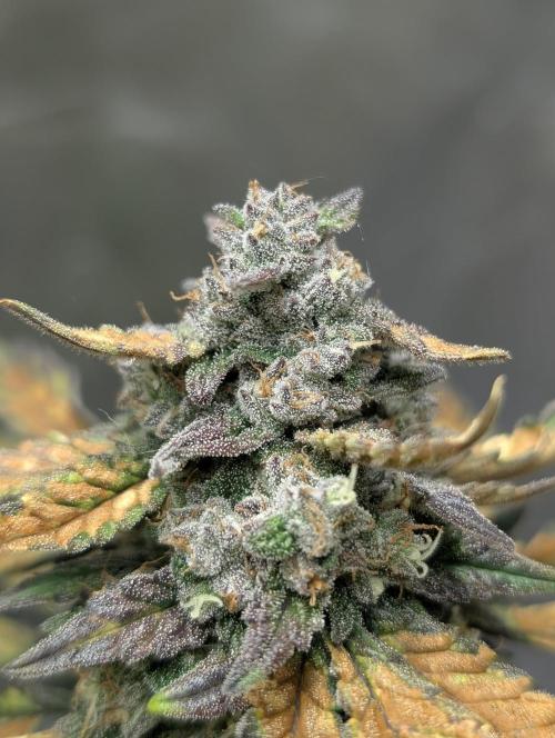 Gettin Frosty with Da Boys. Week 9