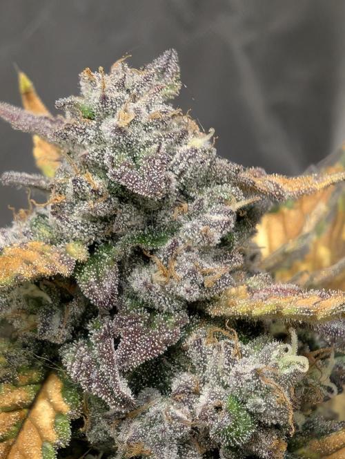 Gettin Frosty with Da Boys. Week 9