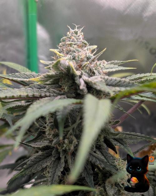 Sunset Sherb Go Fast. Week 11