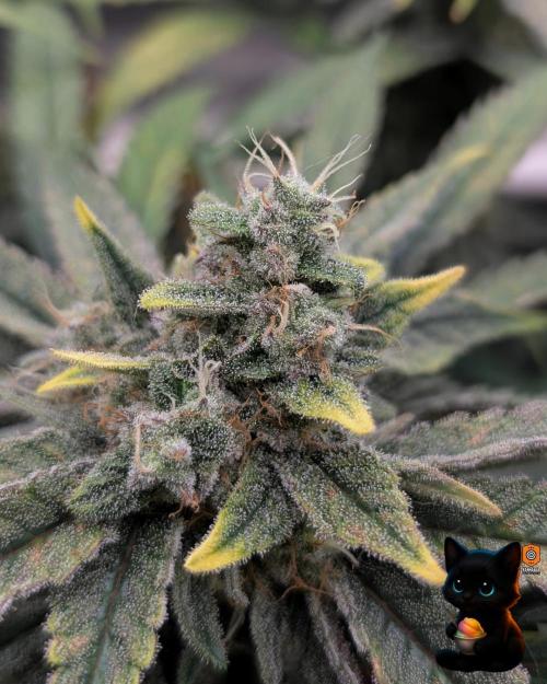 Sunset Sherb Go Fast. Week 11