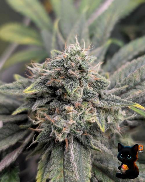 Sunset Sherb Go Fast. Week 11