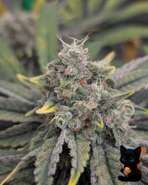 Sunset Sherb Go Fast. Week 11