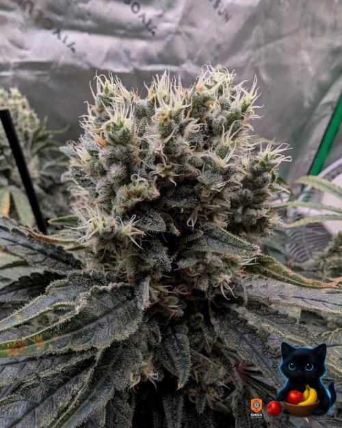 Twinning with Apples and Bananas. Week 16