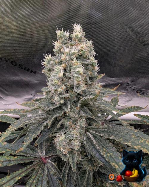 Twinning with Apples and Bananas. Week 16