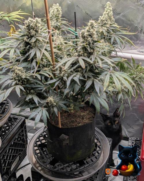 Twinning with Apples and Bananas. Week 16