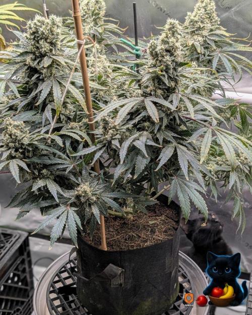 Twinning with Apples and Bananas. Week 16