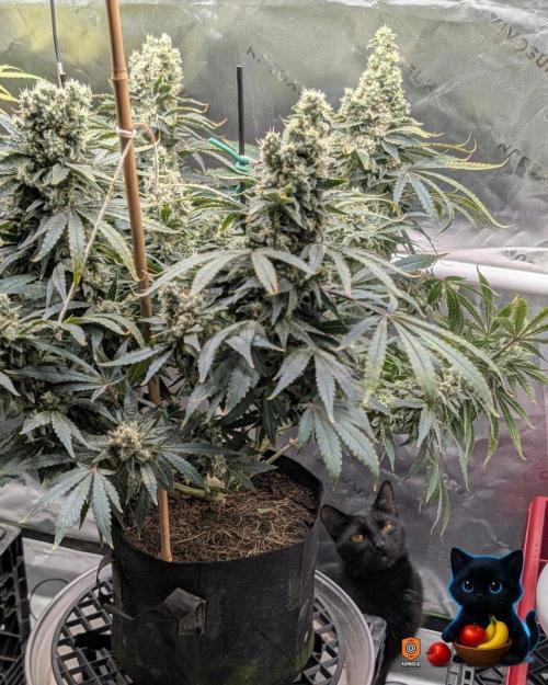 Twinning with Apples and Bananas. Week 16