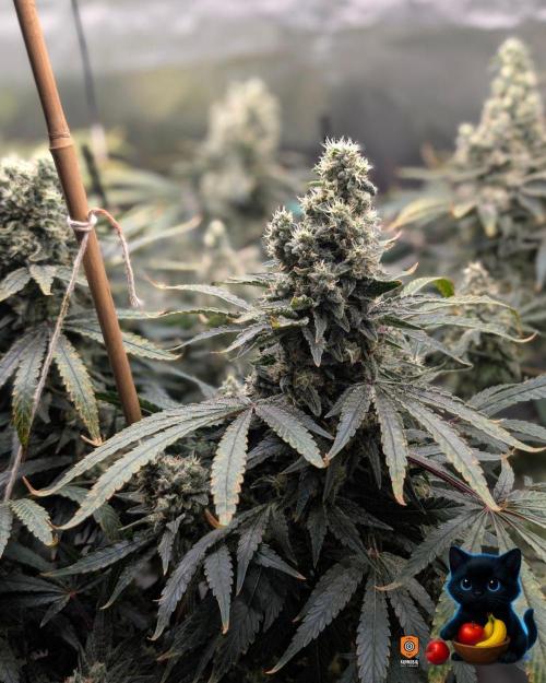 Twinning with Apples and Bananas. Week 16