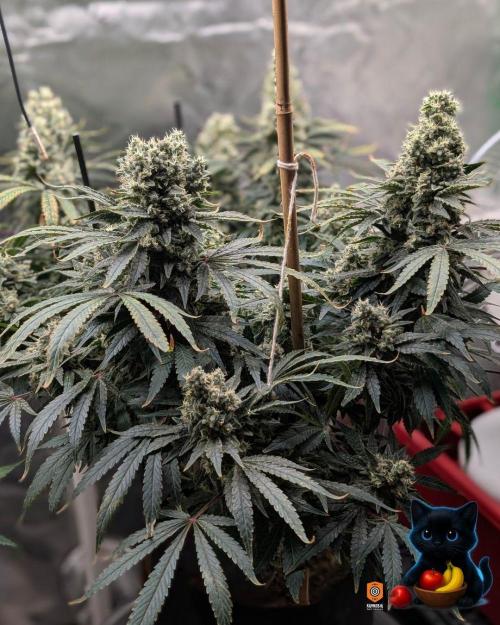 Twinning with Apples and Bananas. Week 16