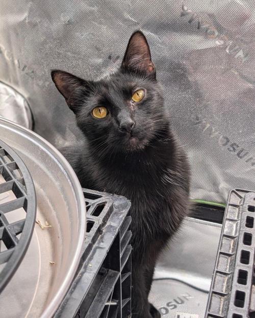 Twinning with Apples and Bananas. Week 16