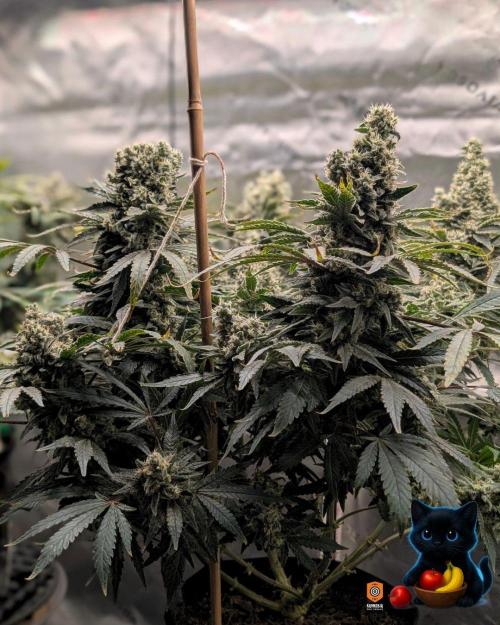 Twinning with Apples and Bananas. Week 16