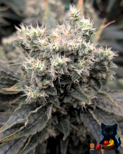 Twinning with Apples and Bananas. Week 16