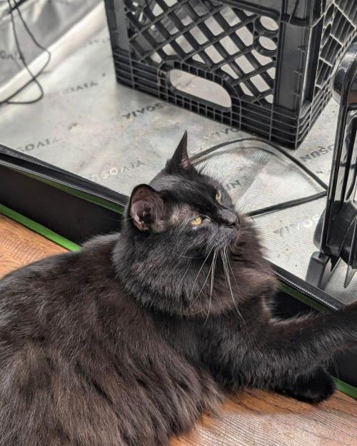 Twinning with Apples and Bananas. Week 16