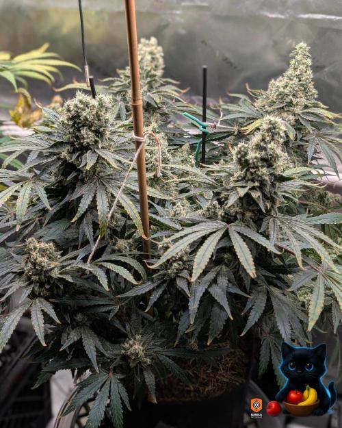 Twinning with Apples and Bananas. Week 16